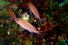 Anthias anthias