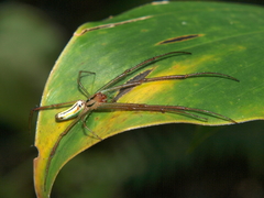 Leucauge levanderi