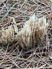 Ramaria stricta