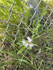 Richardia grandiflora