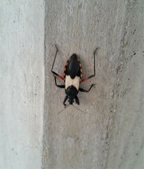 Microtomus purcis