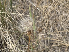 Tragopogon dubius