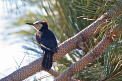 White-Headed Woodpecker photo 3