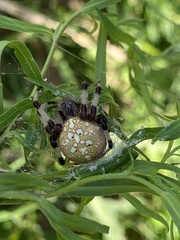Araneus trifolium