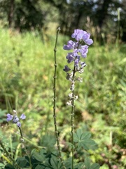 Lupinus argenteus