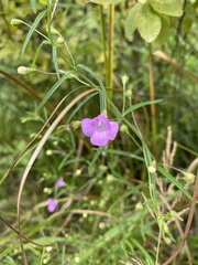 Agalinis tenuifolia