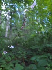Hylodesmum nudiflorum