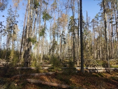 Betula pendula