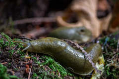 Ariolimax columbianus