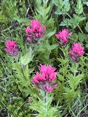 Castilleja parviflora oreopola