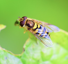 Syrphus