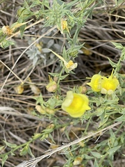 Linaria dalmatica