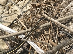 Thamnophis saurita septentrionalis