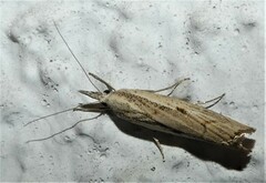 Agriphila geniculea