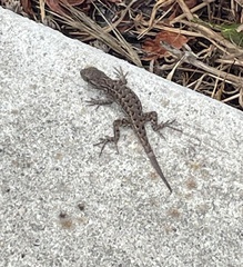 Sceloporus occidentalis bocourtii