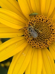 Melissodes trinodis