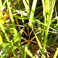 Euplagia quadripunctaria