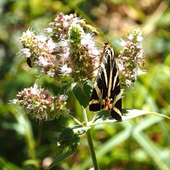 Euplagia quadripunctaria