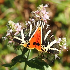 Euplagia quadripunctaria
