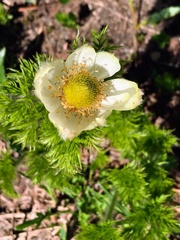 Pulsatilla occidentalis