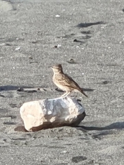 Galerida cristata