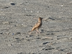 Galerida cristata