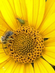 Melissodes trinodis