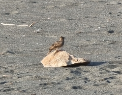 Galerida cristata