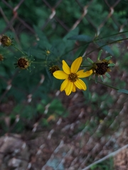 Coreopsis major