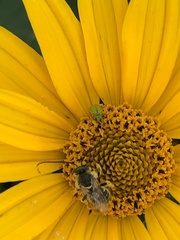 Melissodes trinodis
