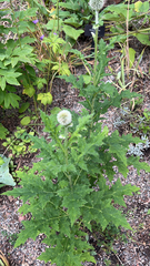 Echinops sphaerocephalus