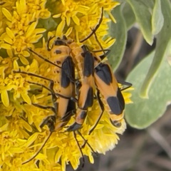 Chauliognathus basalis