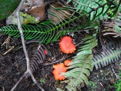 Hygrocybe coccinea