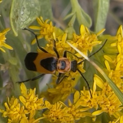 Chauliognathus basalis