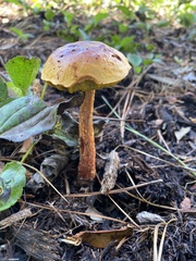 Aureoboletus betula