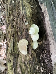 Crepidotus applanatus