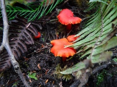 Hygrocybe coccinea