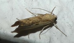 Agriphila inquinatella