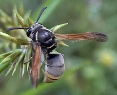 Pachodynerus nasidens