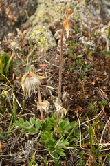 Pulsatilla vernalis