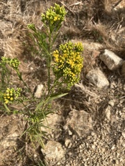 Euthamia occidentalis