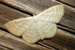 Scopula immutata