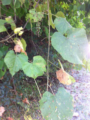Vitis cinerea cinerea