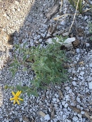 Encelia actoni