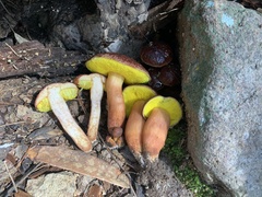 Aureoboletus