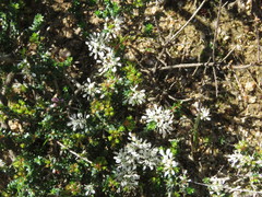 Agathosma latipetala