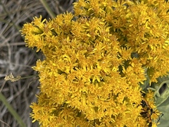 Solidago missouriensis