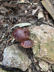 Aureoboletus