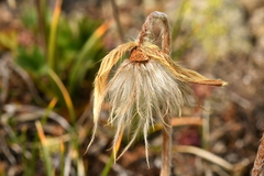 Pulsatilla vernalis