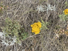 Solidago missouriensis